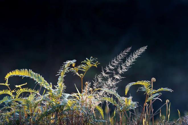 它是唯一致癌的蔬菜！现在正当季千万别再贪吃！(图2)